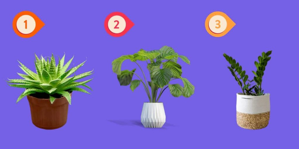 Discover the plant that represents your personality: a fun journey into self-analysis!