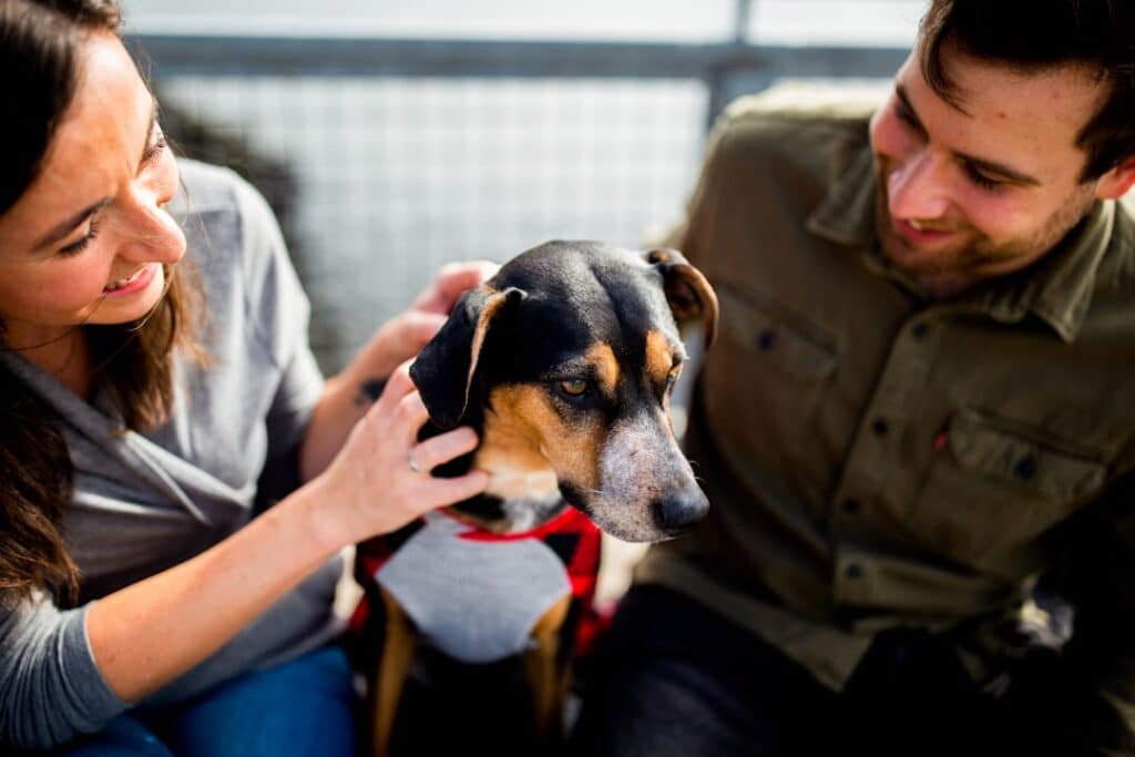 discover the incredible world of guide dogs and how they empower individuals with visual impairments. learn about their training, the support they provide, and the profound bond they share with their handlers.