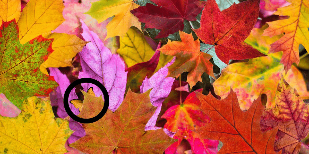 Find the butterfly brain teaser challenge: only those with high IQ can spot the hidden butterfly in colorful leaves under 4 seconds!